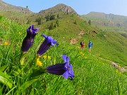 07 Gentiana acaulis (Genziana di Koch)